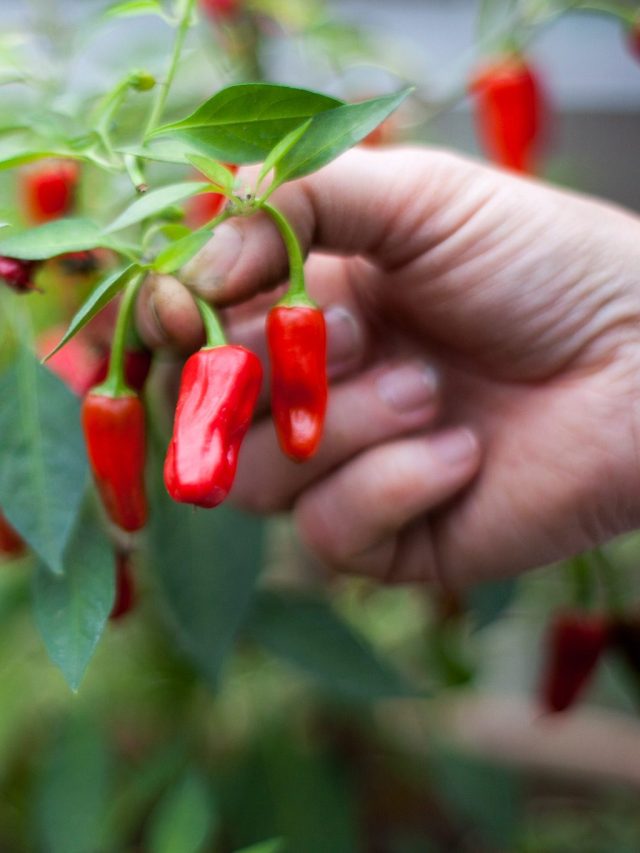 এভাবে দই দিন গাছের গোড়ায়,  বাম্পার ফলবে লঙ্কা; চাষের পদ্ধতি