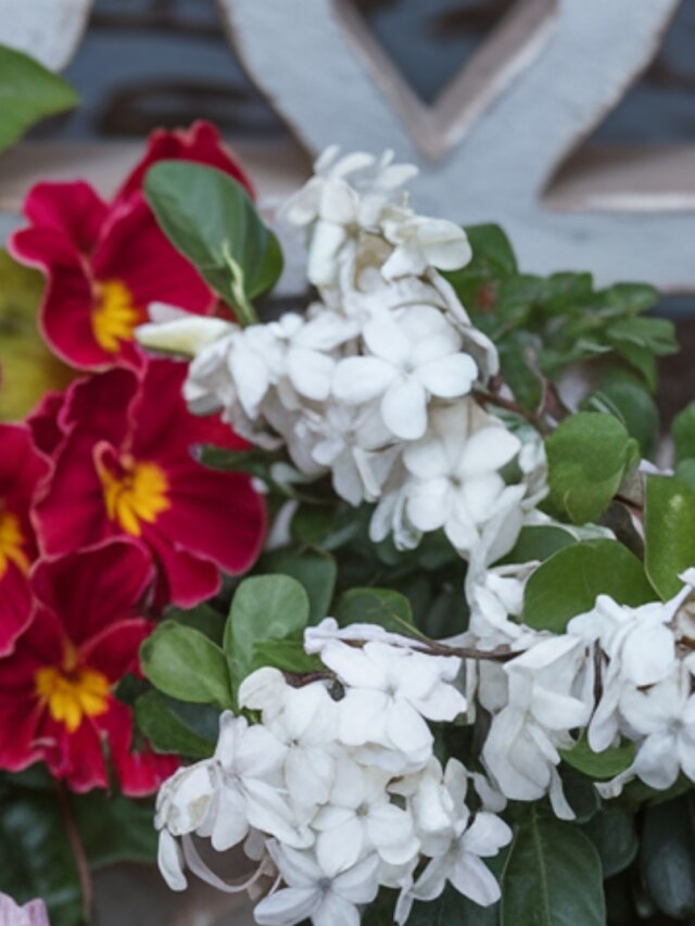 ভরা বর্ষায় টবে লাগান এই ৫ গাছ, ফ্ল্যাটের বারান্দা ভরবে ফুলে-গন্ধে