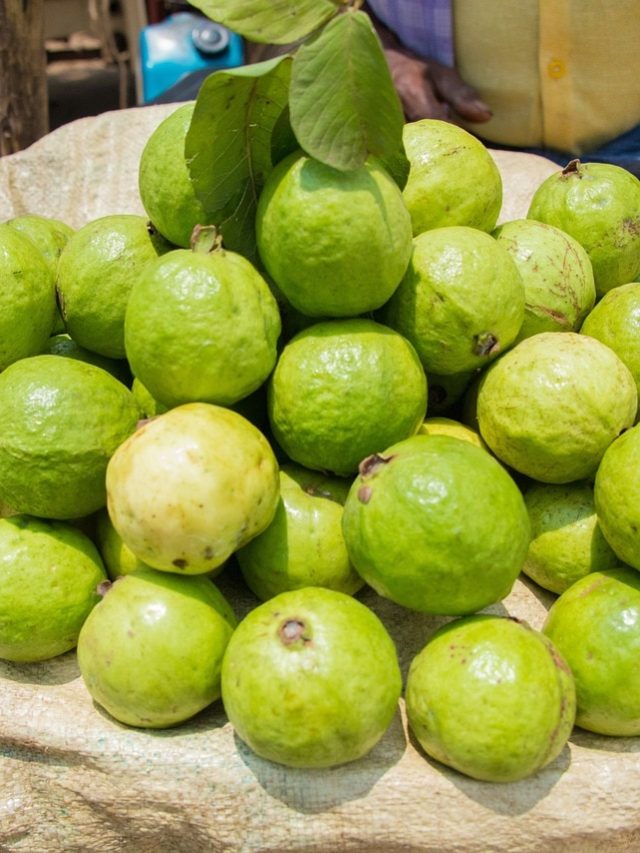 পেয়ারা খেলে  ইউরিক অ্যাসিড বাড়ে? সত্যিটা জানুন বিশেষজ্ঞের থেকে