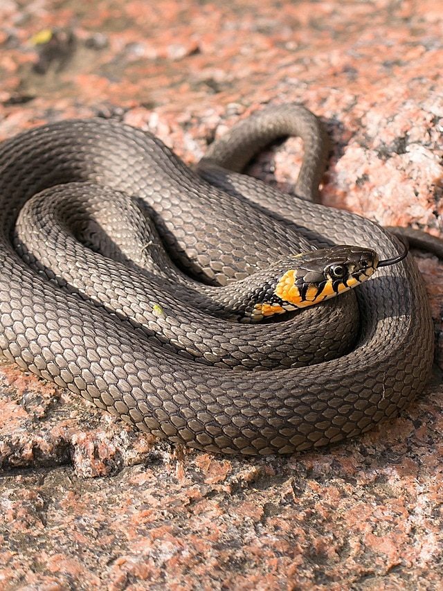 আপনার অজান্তেই বাড়িতে সাপ ঢুকে বসে আছে, কীভাবে বুঝবেন?