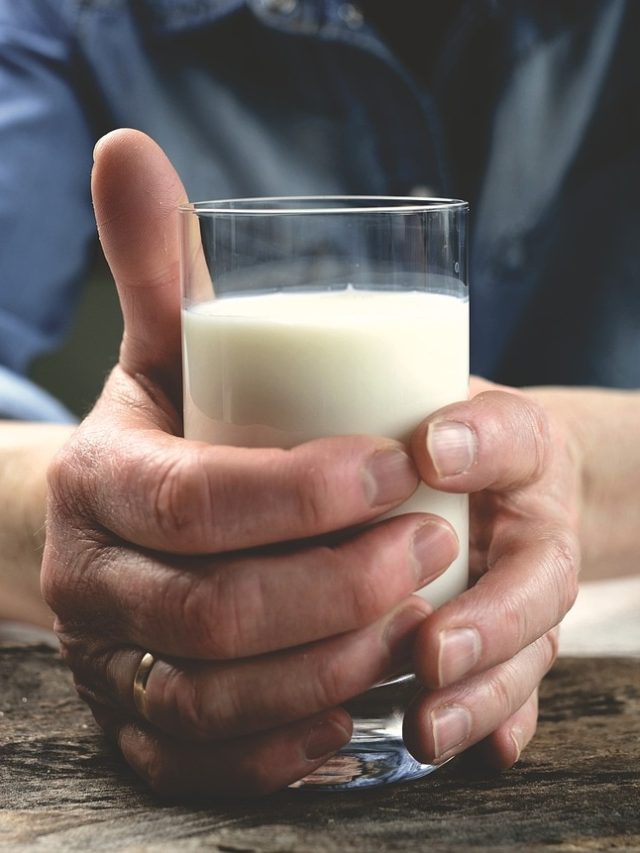 এই প্রাণীর দুধে আছে অ্যালকোহল, পান করলেই মদের মতো নেশা হবে!