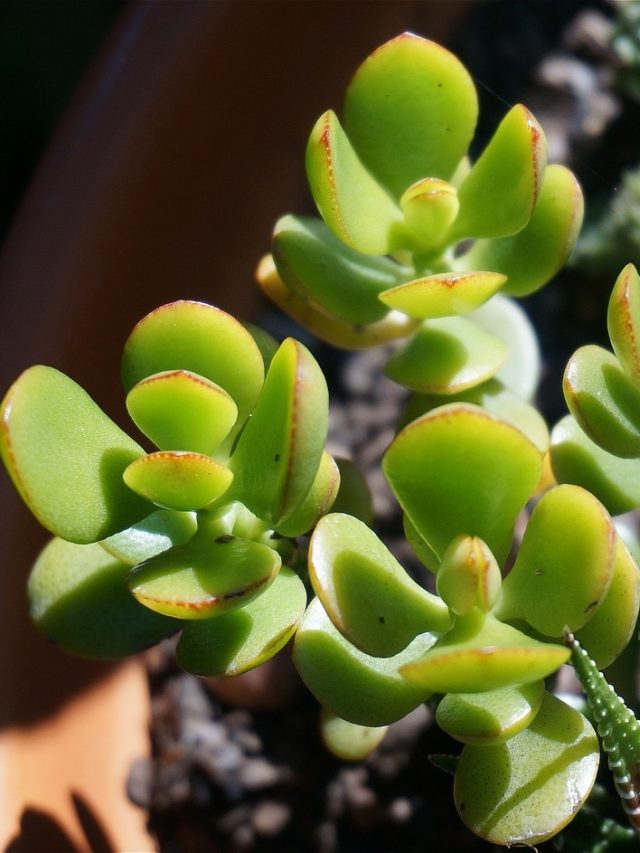 আজই কিনে আনুন সস্তার এই গাছ, ফেংশুই মতে দারুণ শুভ