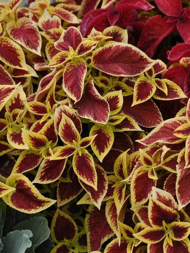 এই সুন্দর পাতার গাছটার নাম কী বলুন তো! ডাল পুঁতলেই তরতর করে বাড়ে