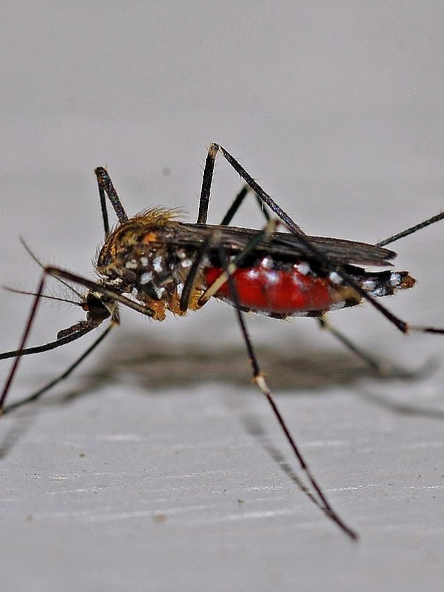 বাড়িতে লাগান এই গাছ, আশপাশে ঘেঁষবে না  মশা