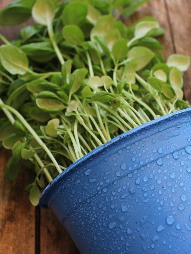 অশুভ শক্তি ঘরে নিয়ে আসে এই ৫ গাছ, বাগানে থাকলে সরিয়ে দিন