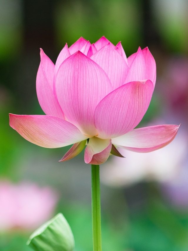 পদ্ম ফুল শুধু এক নয় অনেক রোগেও উপকারী, এভাবে কাজে লাগান