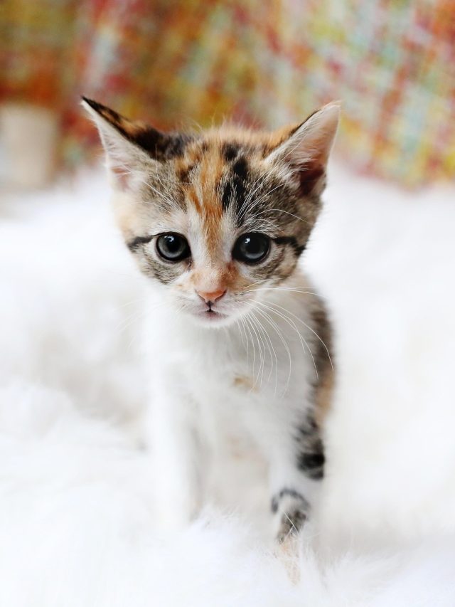 বাড়িতে বিড়ালের বাচ্চা জন্মেছে? ঘটতে পারে এইসব ঘটনা,সতর্ক থাকুন