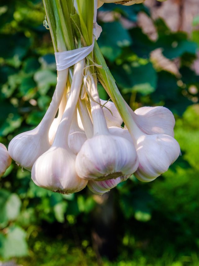 আধখানা বোতলেই হবে রসুনের ঝাড়, রইল সহজ সরল ট্রিকস