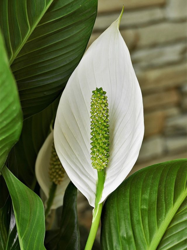 বাড়ির এই দিকে রাখুন পিস লিলি, টাকার জন্য আর লটারি কাটার দরকার নেই
