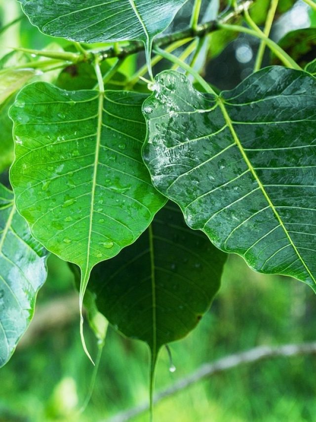 পকেটে রাখুন এই গাছের পাতা, টাকা আসবে নিজে থেকেই