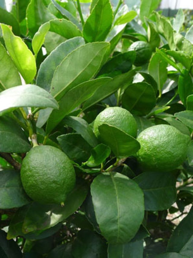 ছাদ বাগানেই হবে কাগজি লেবু, এই টিপস মানলে সারাবছর পাবেন লেবু