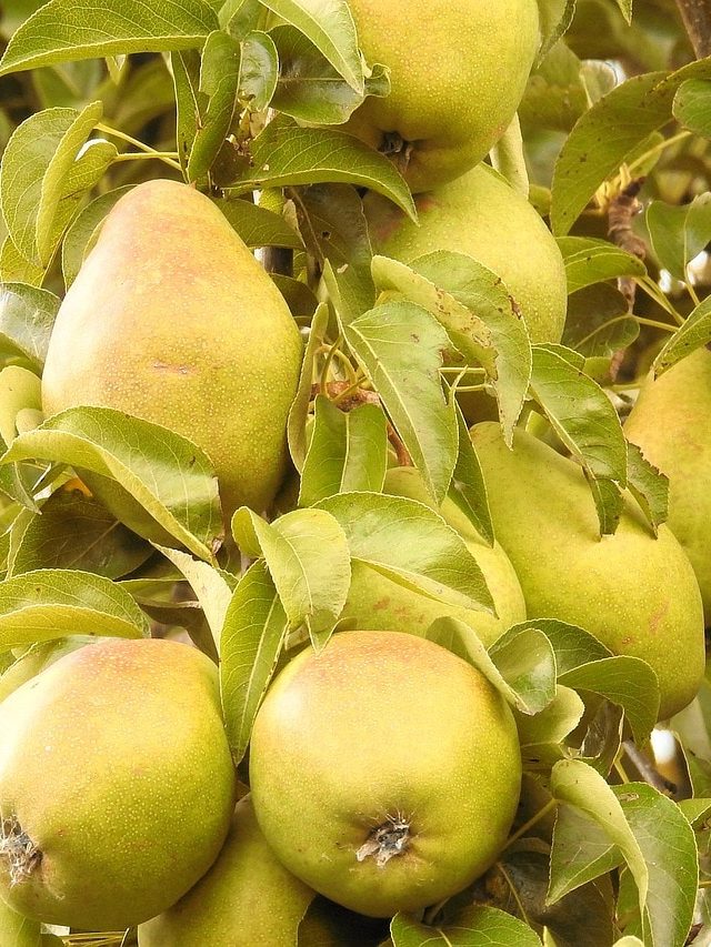 এই সময়ে রোজ খান একটি নাশপাতি, কেন বলুন তো?