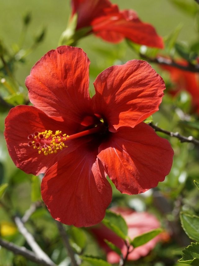 লাল ফুলে ভরবে টবের জবা গাছ, সহজ উপায়টা জেনে রাখুন