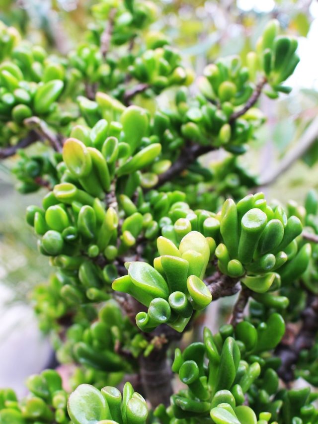 আর্থিক অনটন কাটাবে এই গাছ, বাস্তু নিয়ম মেনে বাড়িতে রেখেই দেখুন