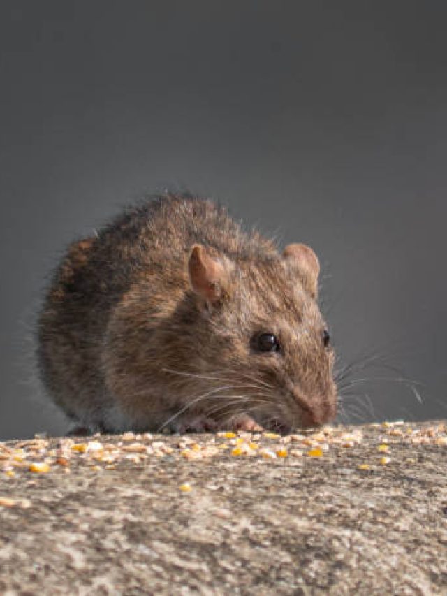 লাগবে এক পাতা শ্যাম্পু, তাতেই ঘর থেকে ল্যাজ গুটিয়ে পালাবে ইঁদুর