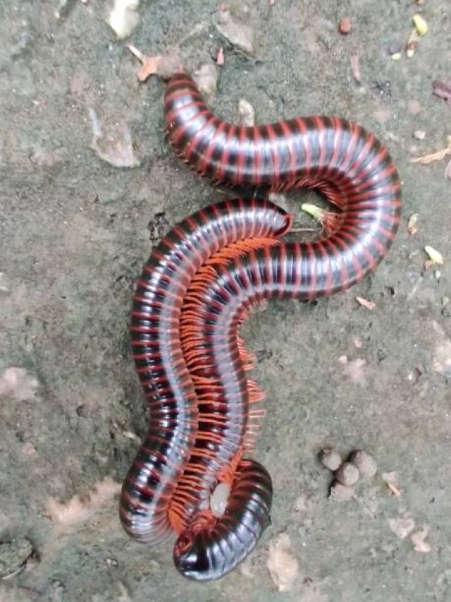 বাড়িতে কেন্নো ঢুকে পড়ছে? জানুন তাড়ানোর সহজ উপায়