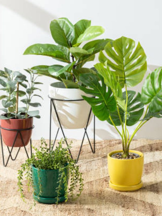 এই ৯টি গাছ রাতে অক্সিজেন ছাড়ে, অবশ্যই ঘরে রাখুন