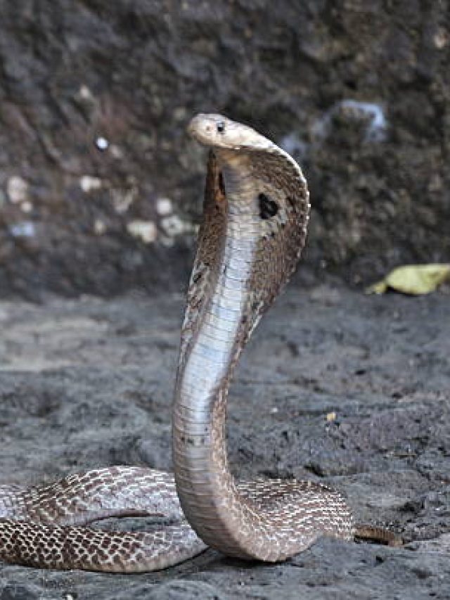 এই ৬ গাছ থাকলে বাড়িতে সাপ ঢুকবে না, কী কী জেনে নিন