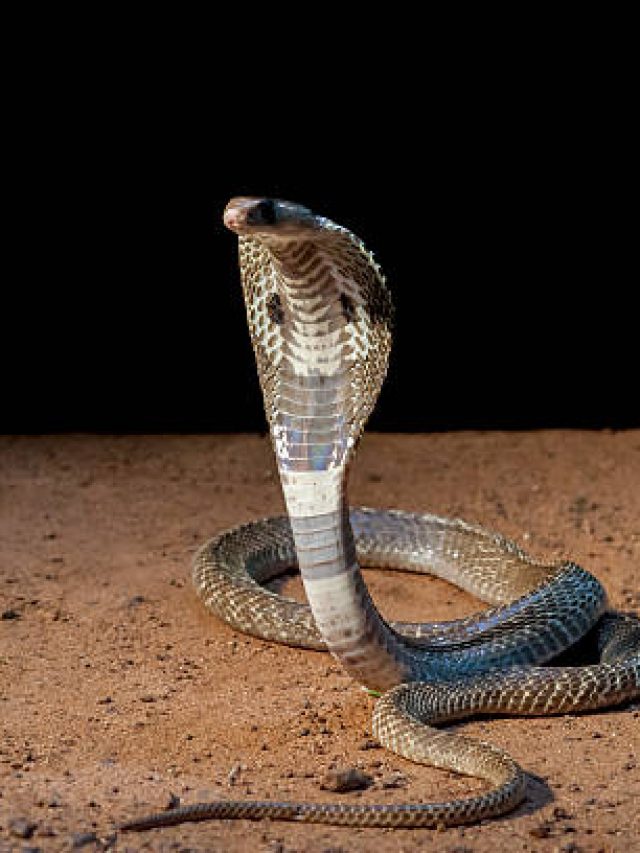 আশপাশে থাকা এই ৫ গাছের কারণেই বাড়িতে সাপ ঢোকে