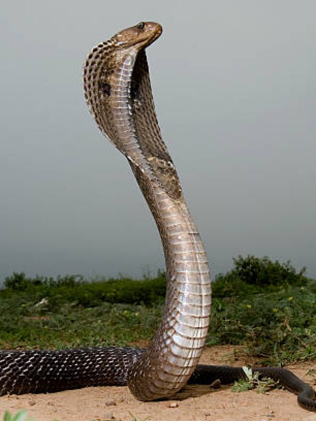 সাপে কামড়ালে কী করবেন-কী করবেন না, বেশিরভাগ লোকই জানে না