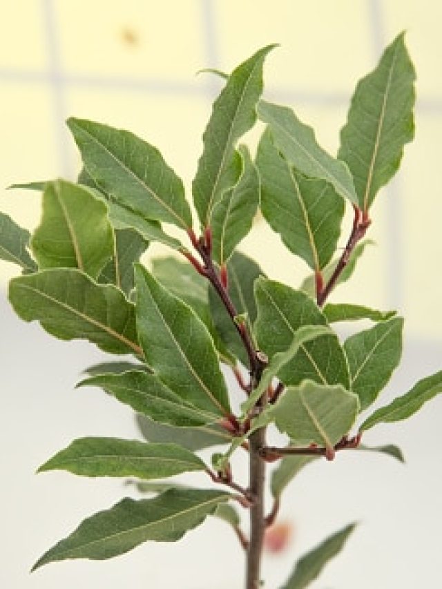 গামলাতেই হবে তেজপাতা গাছের ঝাড়, পাতা টানবেন আর খাবেন; চাষের পদ্ধতি