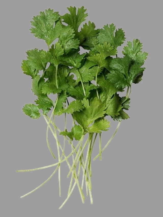 মাটি ছাড়াই প্লাস্টিকের বোতলে হবে গোছা গোছা ধনেপাতা, ট্রিকসটা জানুন