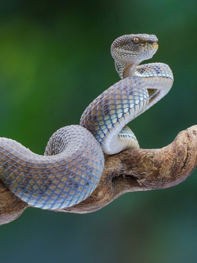 ঘুমে মানুষকে বলে বলে গোল দিতে পারে সাপ! শুনলে চমকে উঠবেন