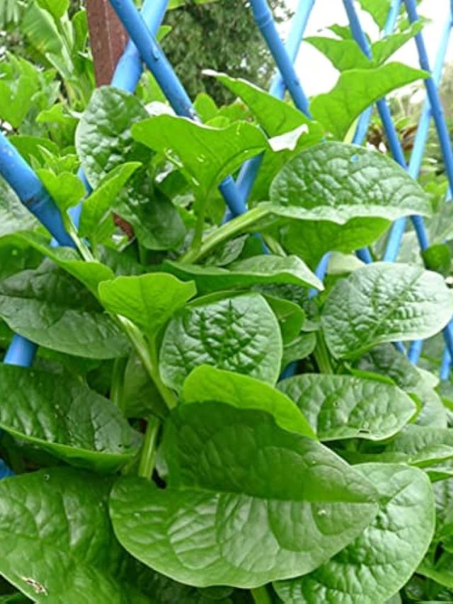 বারান্দাতে হওয়া পুঁই শাক খেতে চান? রসুনের জলেই হবে ম্যাজিক