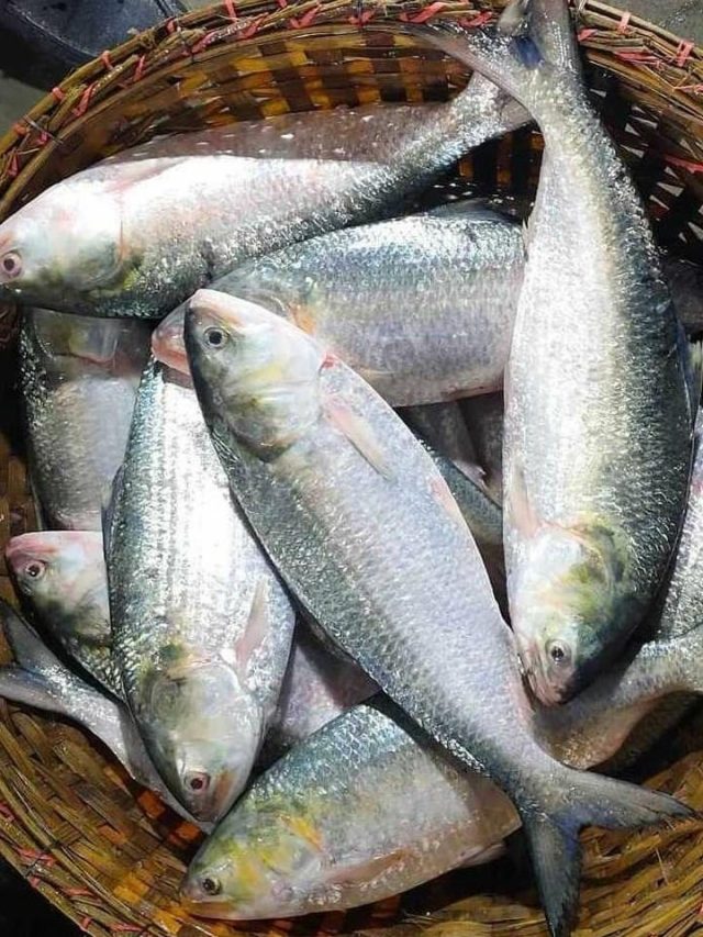 ডিমে ঠাসা ইলিশ আসলে স্ত্রী, পুরুষ ইলিশগুলো যায় কোথায়?