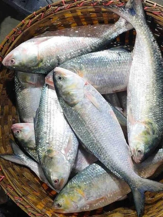 কবে থেকে ইলিশ মাছ আর পাওয়া যাবে না? অনেকেই জানেন না