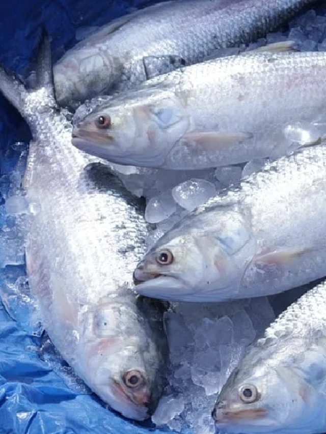 নকলের ভিড়ে আসল ইলিশ চিনুন, রইল সহজ ৭টি টিপস