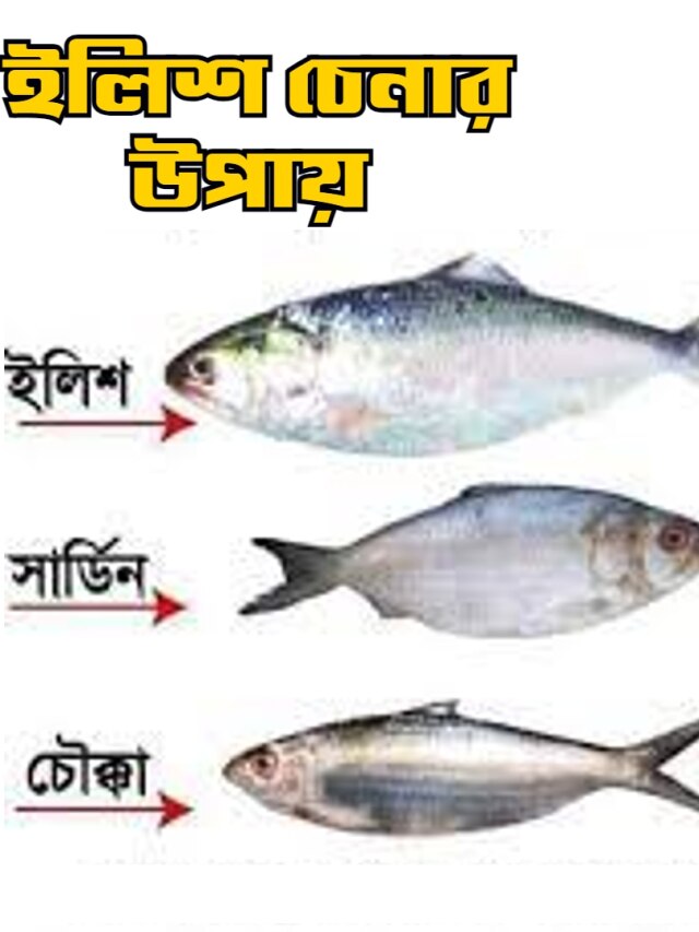 খয়রা বা চন্দনা কিনে ঠকবেন না, এই জিনিস দেখেই চিনুন খাঁটি ইলিশ