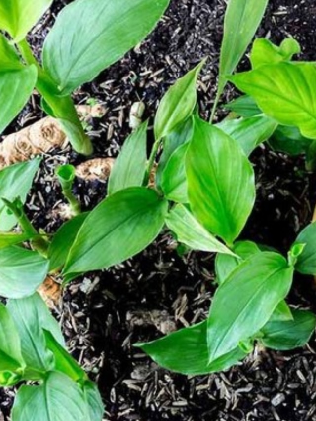 বাড়িতে হলুদ গাছ রাখলে দারুণ লাভ, জেনে নিন