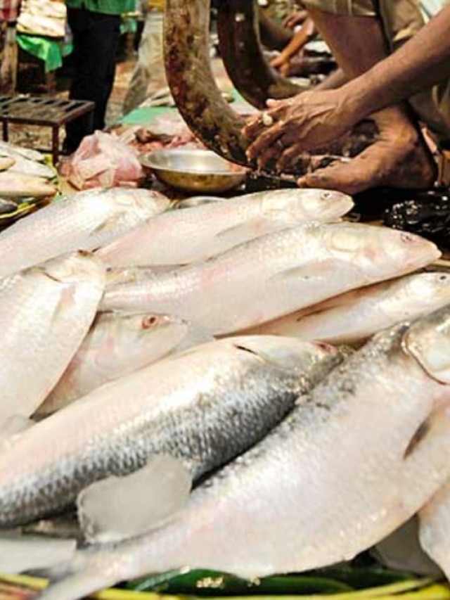 কোন ইলিশে ডিম আছে, চিনবেন কীভাবে? জানুন ট্রিকস