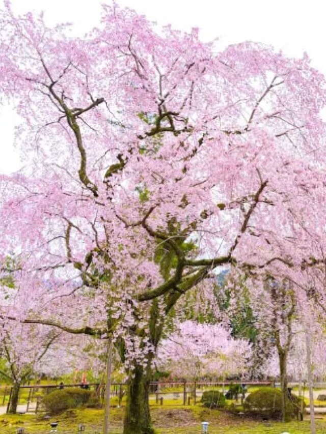 How a seed taken to space mysteriously changed after returning to Earth