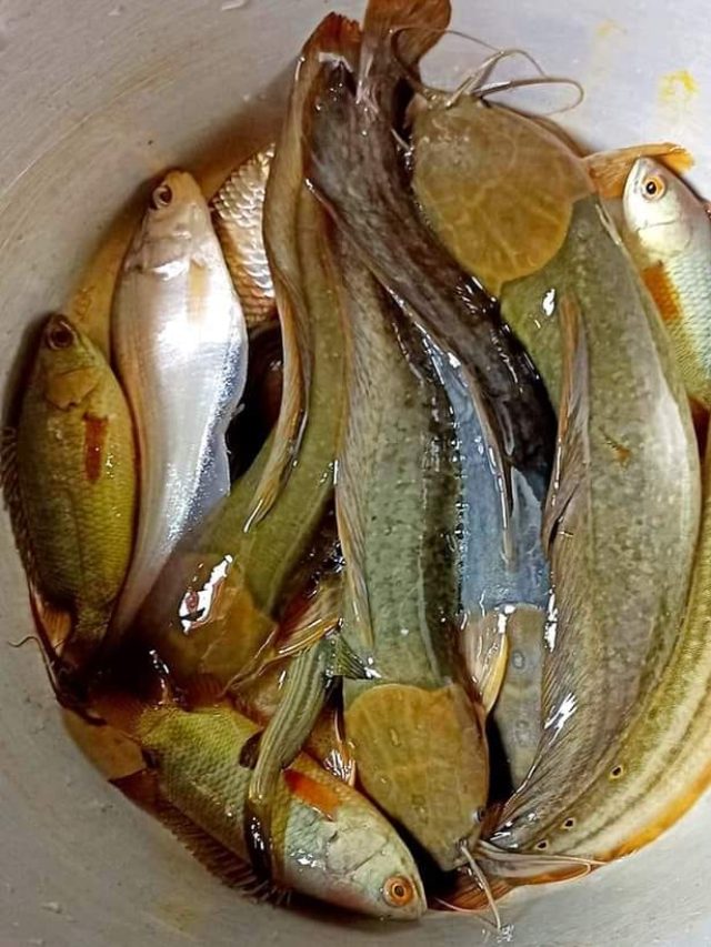 ভাজার সময় জিওল মাছ ফাটবে না, মাছে মাখিয়ে নিন এটা, মাছওয়ালার টিপস