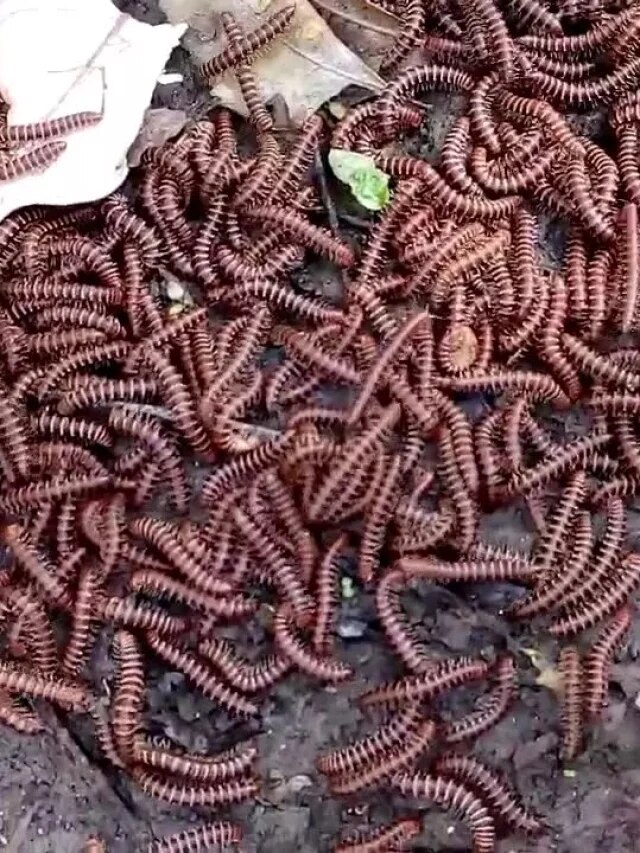 বর্ষায় কেন্নোর উৎপাতে জেরবার? এসব ঘরোয়া উপায়ে দূর দূর করে তাড়ান