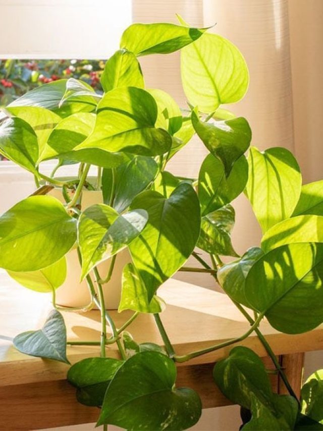 মানি প্ল্যান্ট গাছ দ্রুত লম্বা করবেন কী উপায়ে?