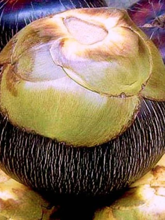 তালের আঁশ থাকবে না, তেতোও হবে না; ক্বাথ বের করার সহজ পদ্ধতি