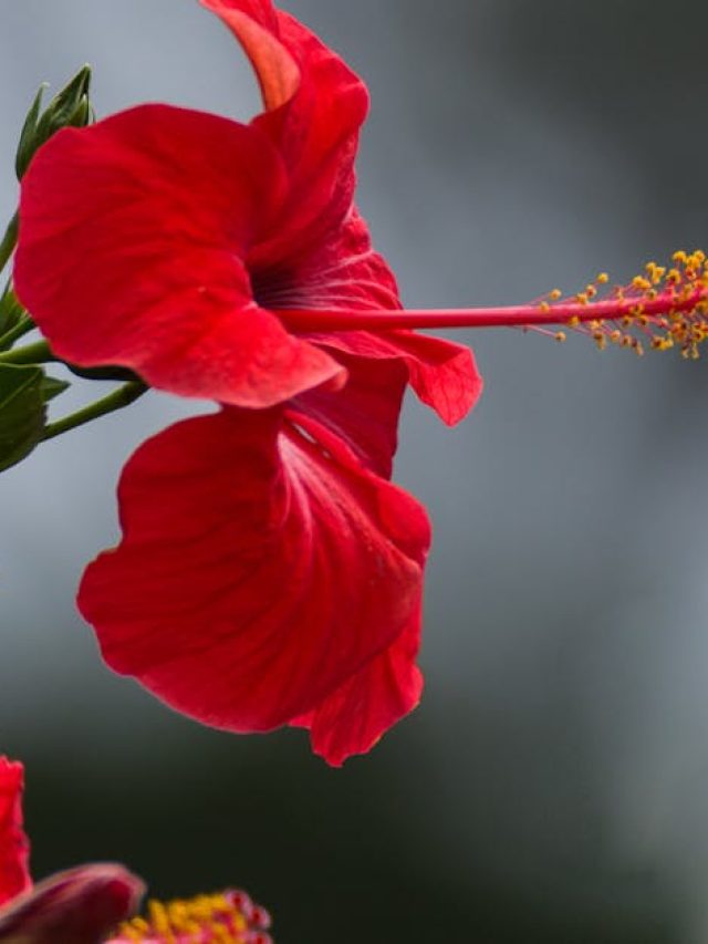 গাছ নেতিয়ে কেমন একটা হয়ে যাচ্ছে? গড়া পচা এড়াতে মানুন এই নিয়ম