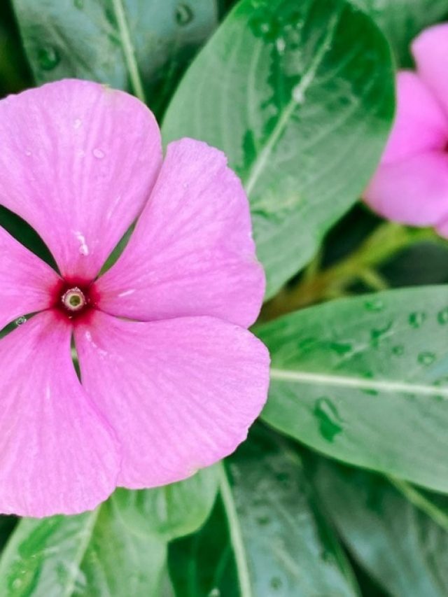 ডায়াবেটিস একেবারে ছুমন্তর হবে এই পাতা চিবোলে! সপ্তাহে ৩ দিন খেলেই বাজিমাত