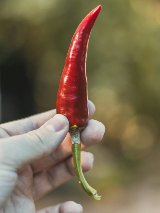 জিভ থেকে ঝালের জ্বালা কমানোর বিজ্ঞানসম্মত পদ্ধতি শিখে নিন