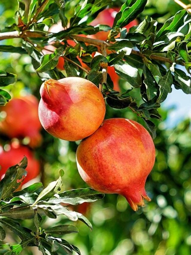 কমবে প্রেশার, ভাল থাকবে হার্ট, বেদানা খেলে আর যা লাভ...