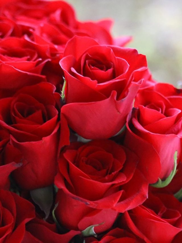 মাথায় না গুঁজে ৫ টাকার গোলাপ দিয়ে করুন এই কাজ, বুঝবেন তারপর