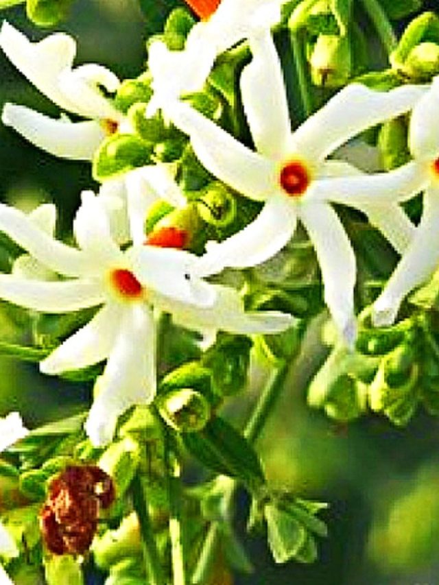 শিউলি গাছে ফুল নেই? সবজির খোসাতেই থোকা থোকা ফুল হবে