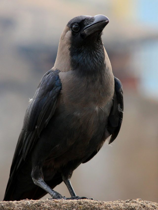 কাকের মতো 'জেদি' হোন, সাফল্যের সিঁড়ি থেকে কেউ টলাতে পারবে না: চাণক্য