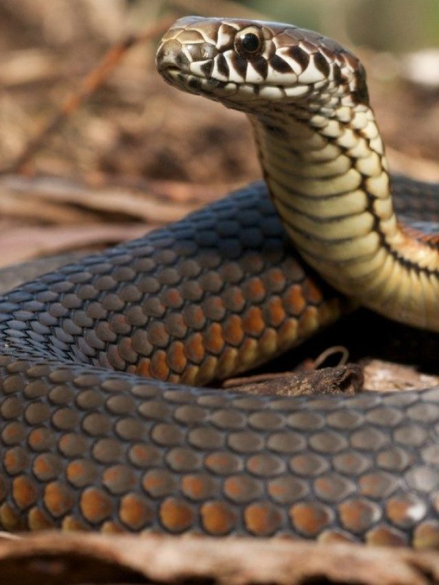 সাপের গায়ের গন্ধ চেনেন? বাড়িতে পেলেই বুঝবেন সে এসেছে