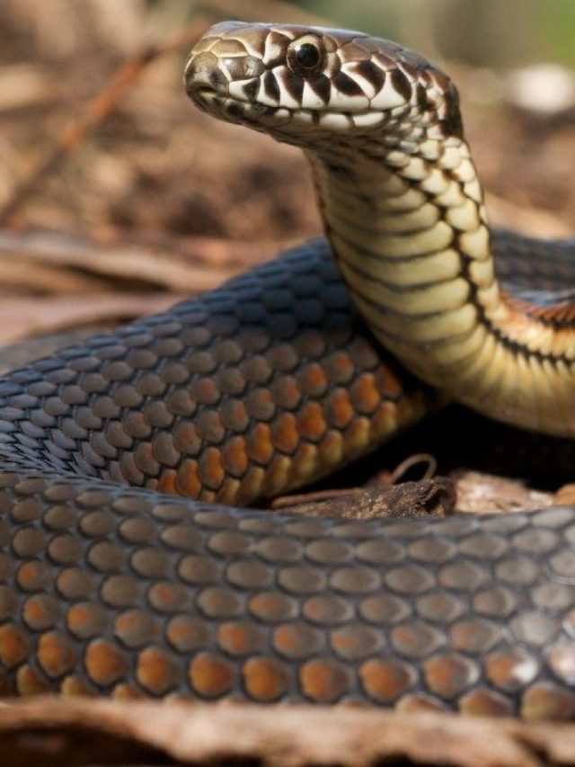 ভয়েই ঘরে ঢুকবে না সাপ, এই ৩ গাছের গন্ধেই পালাবে ল্যাজ গুটিয়ে