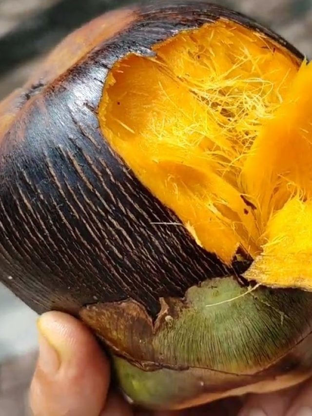 শুধু শ্রাবণ- ভাদ্র মাস না। এভাবে রাখলে তাল খেতে পারবেন বছরভর