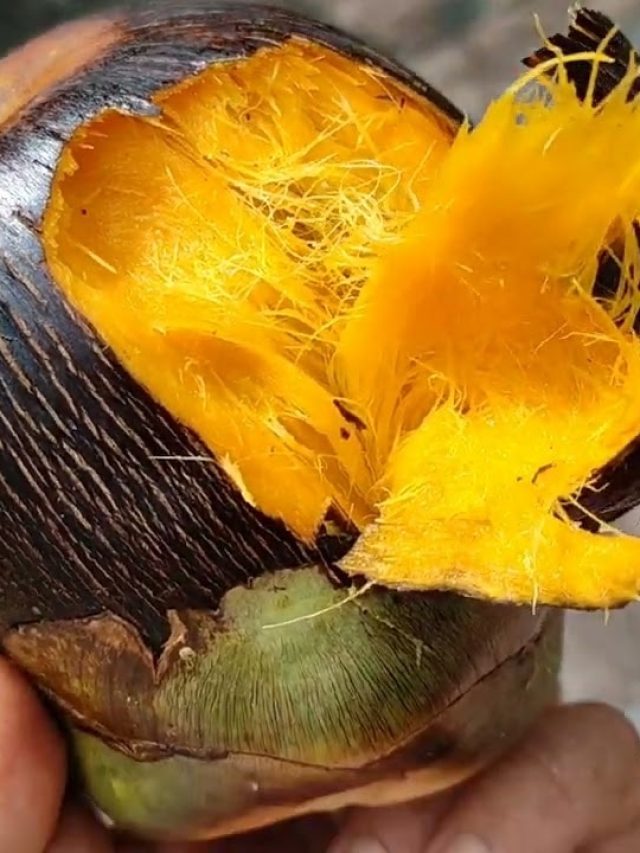 তালের ক্কাথ বের করার সহজ ট্রিক, তিতকুটে হবে না বড়া